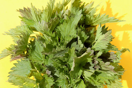 Stinging nettle is on a yellow background under the sun's rays.の写真素材