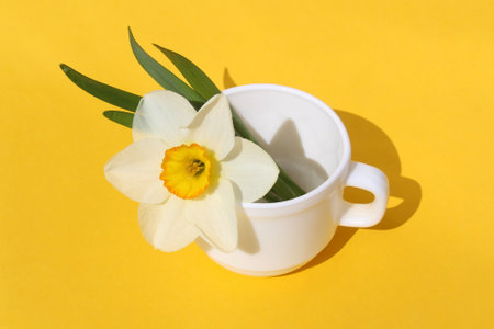 White narcissus flowers stand in a white cup on a yellow background.の写真素材