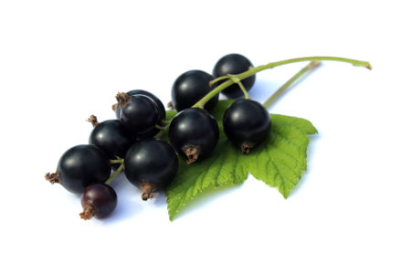 Background black ripe currant with green leaf lies on a white holographic background.の写真素材