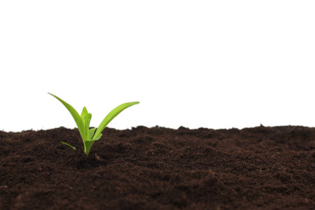 A small sprout begins to grow in a pile of soil.の写真素材