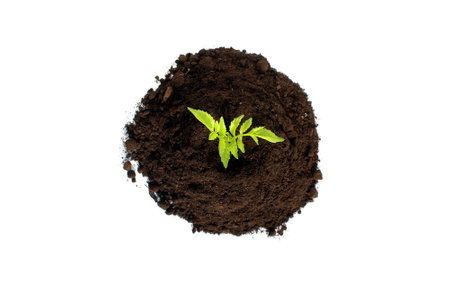 A small sprout begins to grow in a pile of soil.の写真素材
