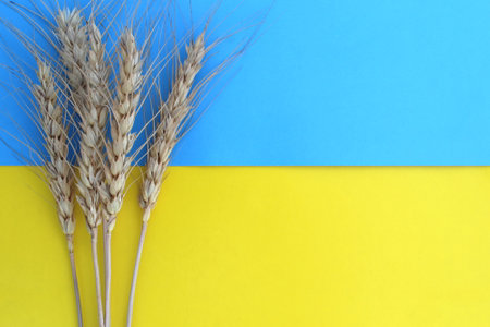 On a yellow-blue background lies a small bunch of wheat.の写真素材