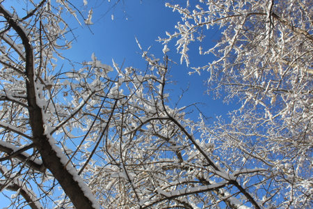Tree branches covered with snow against a blue bright sky.の写真素材
