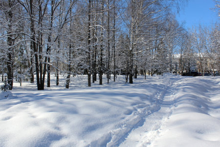 Winter landscape in a city park on a clear sunny bright day.の写真素材