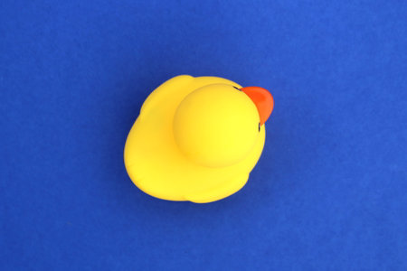 A yellow rubber ducky stands on a blue background.の写真素材
