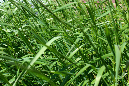 Green tall grass grows near the house.の写真素材