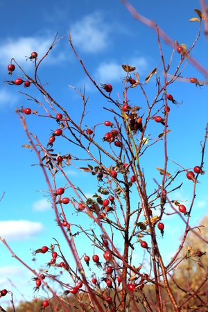 A bush of wild thorny rose hips on a sunny autumn day.の写真素材