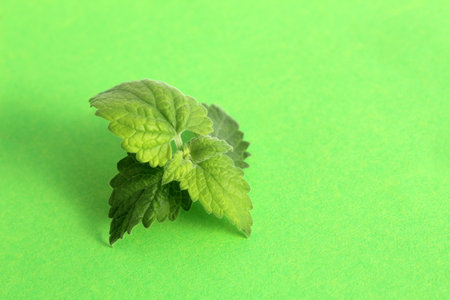 There is a mint leaf on a green background.の写真素材