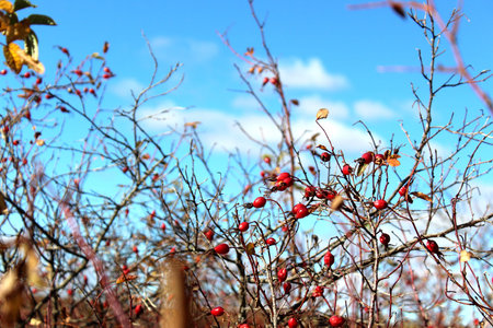 A bush of wild thorny rose hips on a sunny autumn day.