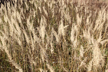 An autumn sunny day. Dry sedge stands in the wind.の写真素材