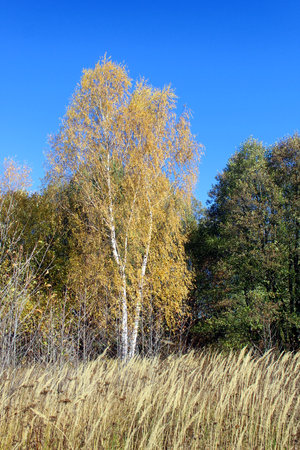 In autumn, on a clear sunny day, there is a birch tree with yellow leaves.の写真素材