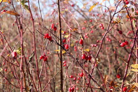 A bush of wild thorny rose hips on a sunny autumn day.の写真素材
