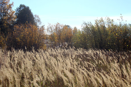 An autumn sunny day. Dry sedge stands in the wind.の写真素材