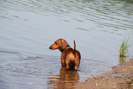 Standard smooth-haired dachshund dogの写真素材