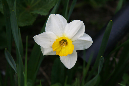 white narcissusの写真素材