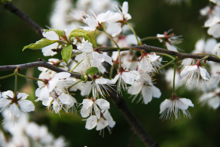 Apple blossoms in the spring gardenの写真素材
