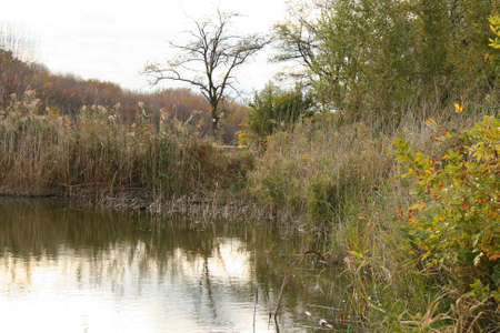 Grass and bushes are reflected in the lakeの写真素材