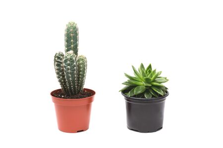 Cactus on a white background from above. You can use this flower in your compositions.の写真素材