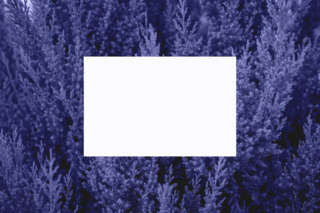 Coniferous tree. Juniper. Fir Violet Background for designers with copyspace.