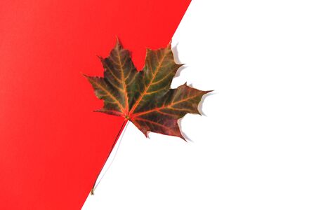 One maple leaf on the background with space for text.の写真素材