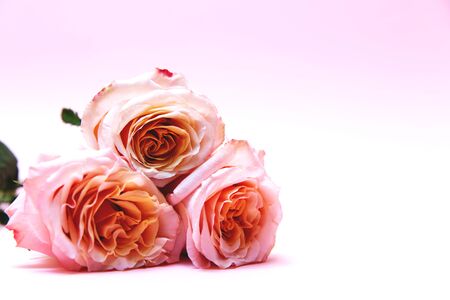 Three pink rose flowers are lying on a pink table.の写真素材