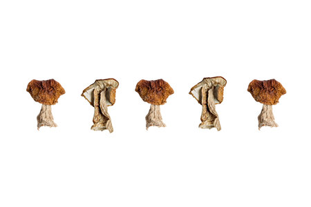 Dry white mushroom on a white background. Isolate. Vegan and vegetarian food.の写真素材