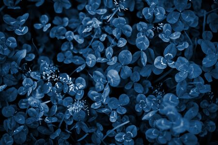 Clover foliage in color of the year 2020. Background.の写真素材