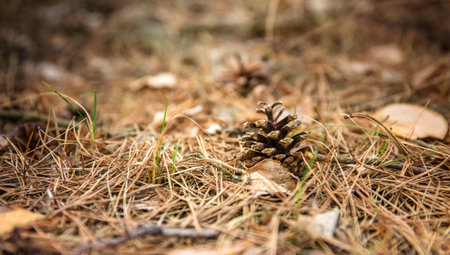 The forest background. A fir cone against the background of pine needles lies on the ground.