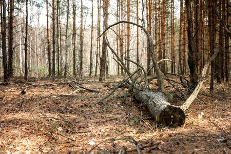 A dry fallen tree in a pine forest. A large tree lies in the forest, its branches large and long, sticking out in different directions. Ecology design concept.の写真素材