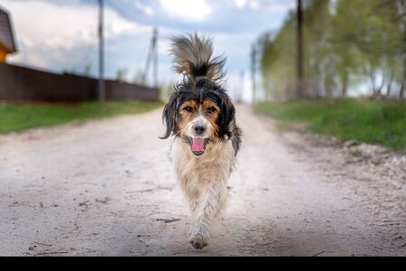 A stray dog lives on the street. The dog walks where he wants. The dog is hungry. She lives on the street. It's in the middle of the road. The dog has no owner.の写真素材