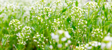 Beautiful spring flowers bloomed on the field. Spring background. Natural background. Botanical background.の写真素材