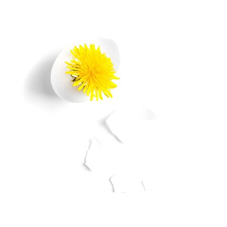 White eggshell and yellow dandelion on a white background. Flatlay. Allergy design concept. Minimalism.の写真素材