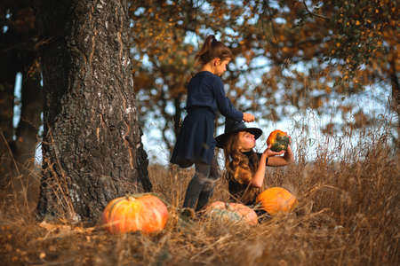 Two teenage girls prepare orange pumpkins for Halloween.の写真素材