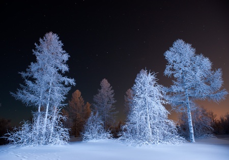 winter forest at nightの写真素材