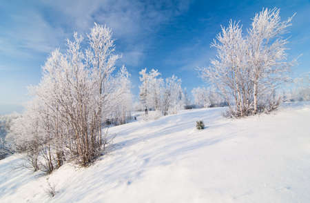 winter forestの写真素材