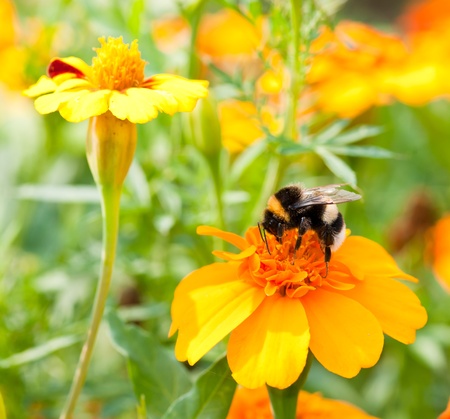 bumble bee on the flowerの写真素材