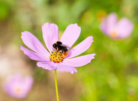 bumble bee on a flowerの写真素材