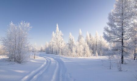 winter forestの写真素材