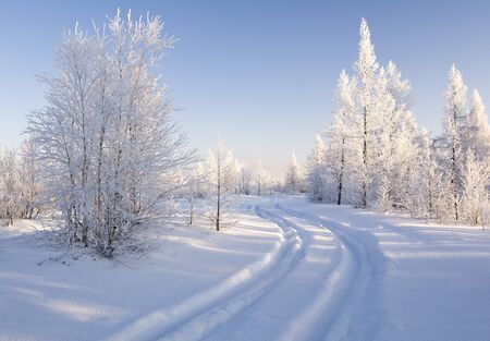 winter forestの写真素材