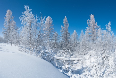 winter forestの写真素材