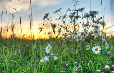 flowers and sun