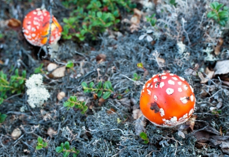 mushroomsの写真素材
