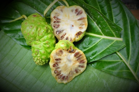 Noni Fruit   (Morinda citrifolia)の写真素材