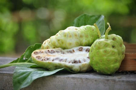 Noni Fruit   (Morinda citrifolia)の写真素材