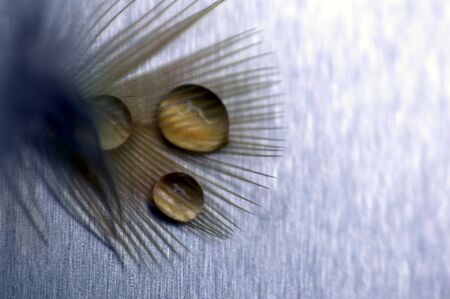 Bird Feather with Water Dropletsの写真素材