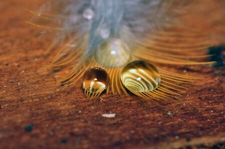 Bird Feather with Water Dropletsの写真素材