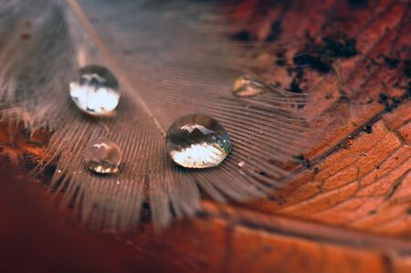 Bird Feather with Water Dropletsの写真素材