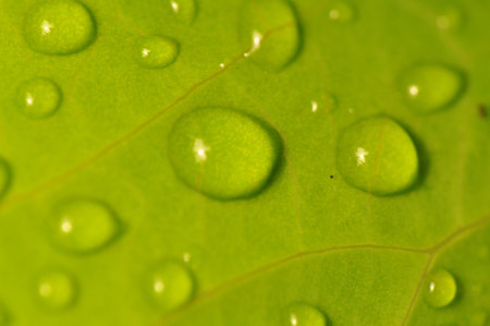 Close up beautiful green leaf rain