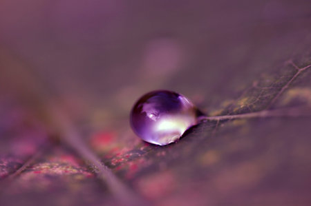 Water drops on leaf ,