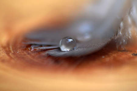 Feather with water dropの写真素材